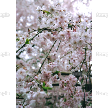 桜-写真64