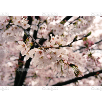桜-写真65