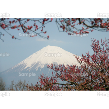 梅と富士山-写真02