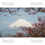 梅と富士山-写真02