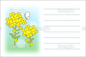 菜の花とモンシロチョウ