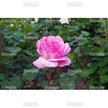 濃いピンク色のバラの花