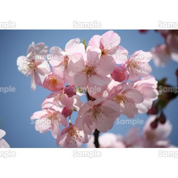 桜-写真02