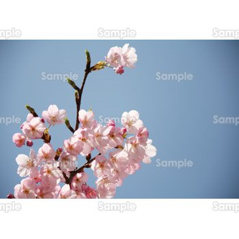 光に透ける桜の花