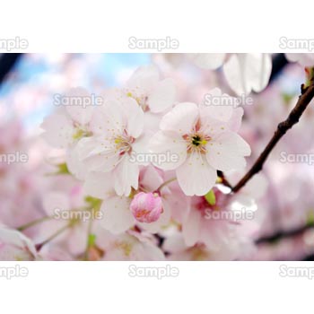 桜-写真21