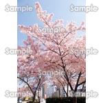 桜-写真22