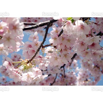 桜-写真23