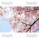 桜-写真28