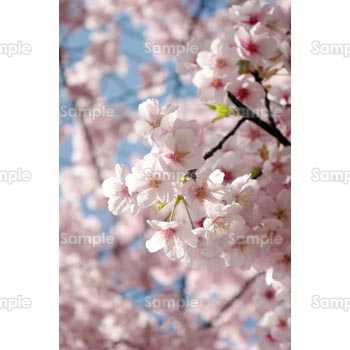 桜-写真31