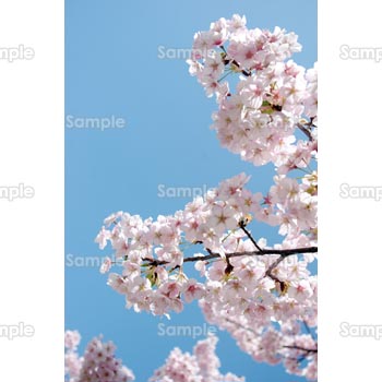 桜-写真32