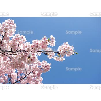 桜-写真38