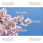 桜-写真38