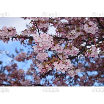 桜-写真58