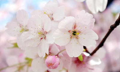 桜のイラスト・写真・テンプレート