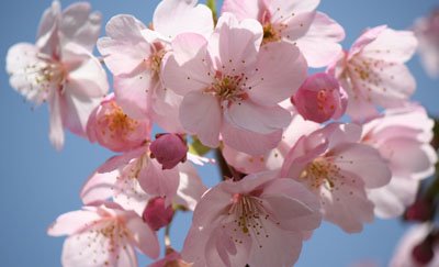 春の代名詞、桜の柄のテンプレート&イラスト・写真素材が勢ぞろい!