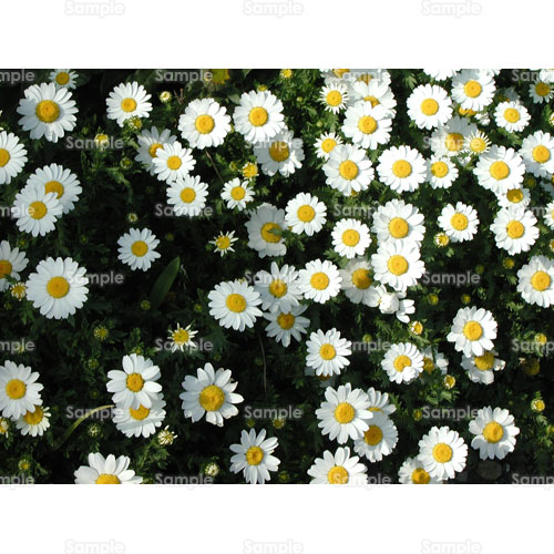 写真 マーガレット 花壇 花畑 白 107 0014p 写真素材集 フォト スクウェア