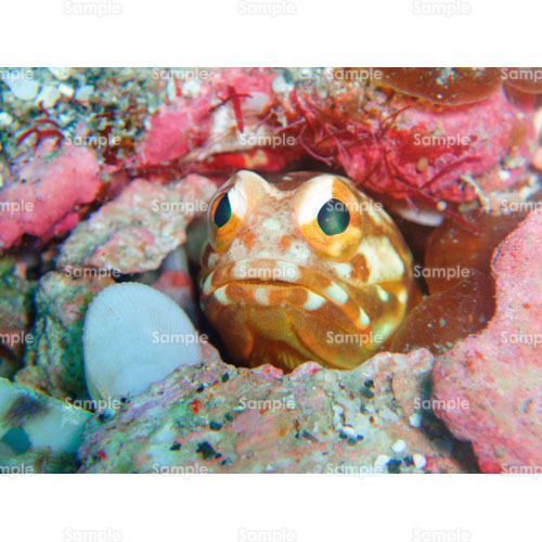 ��;�W���[�t�B�b�V��;�M�ы�;�L;�_�C�r���O;�C;