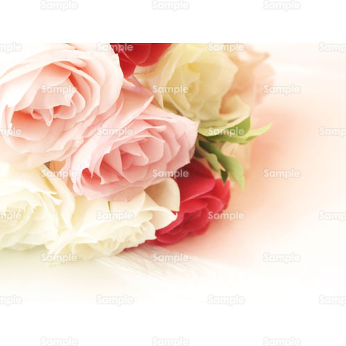 写真 薔薇 バラ 花束 ブーケ 249 0016p 写真素材集 フォト スクウェア