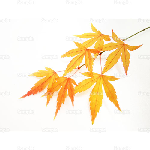 写真 もみじ 紅葉 かえで 落葉 葉 葉っぱ 枝 249 0017p 写真素材集 フォト スクウェア