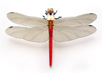 f(dragonfly)