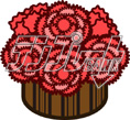 carnation10