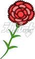carnation11