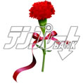 carnation35