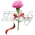 carnation36