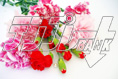 carnation13
