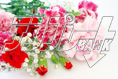 carnation14