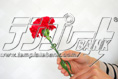 carnation16
