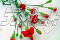 carnation20