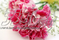 carnation21