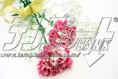carnation22