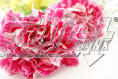 carnation24
