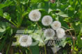 dandelion01