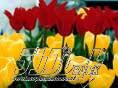 hflow108