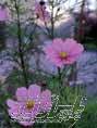 hflow134