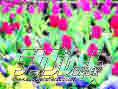 hflow37