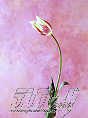 hflow71