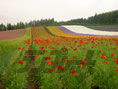poppygarden01