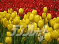 tulipgarden01