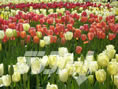 tulipgarden02