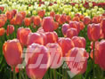 tulipgarden03