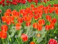 tulipgarden04