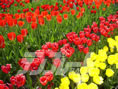tulipgarden05