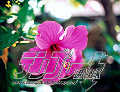 �n�C�r�X�J�X �ʐ^