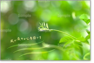 �v���r���[�摜