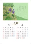 万葉の花カレンダー 3・4月＜すみれ＞