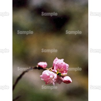 桜-写真62